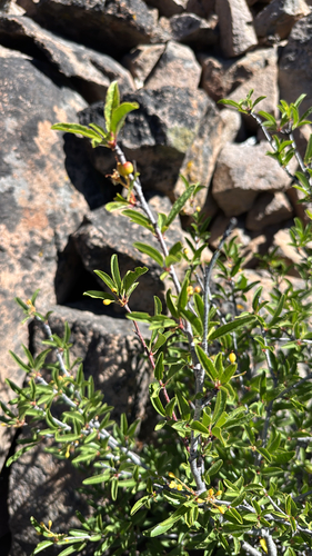 iNaturalist observation photo of Bitter cherry