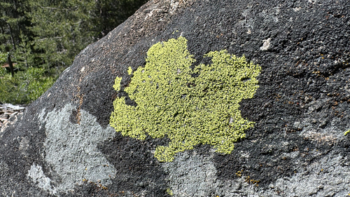 iNaturalist observation photo of gold cobblestone lichen