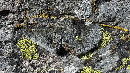 iNaturalist observation photo of Mosses