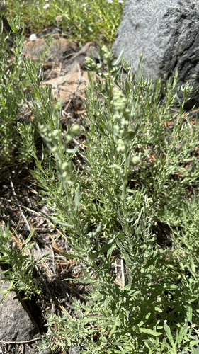 iNaturalist observation photo of Sunflowers, Daisies, Asters, and Allies