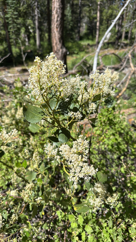 iNaturalist observation photo of Snowbrush Ceanothus
