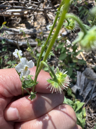 iNaturalist observation photo of California stickseed