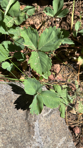 iNaturalist observation photo of Virginia strawberry