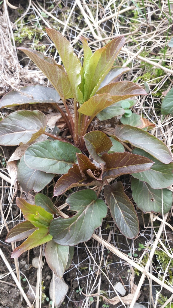 Lysimachia ciliata, Dothan Brook Trails, Hartford, VT