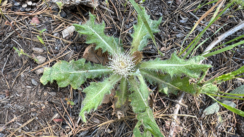 iNaturalist observation photo of Elk Thistle