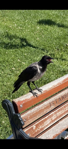 Hooded Crow