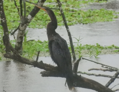 Anhinga