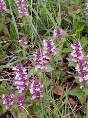 Ajuga genevensis