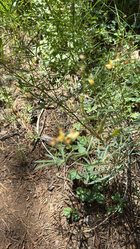 iNaturalist observation photo of Narrowflower Lupine