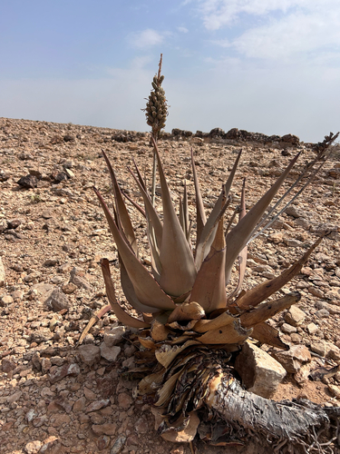 Aloe glabrescens