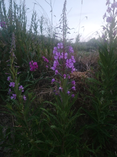 fireweed