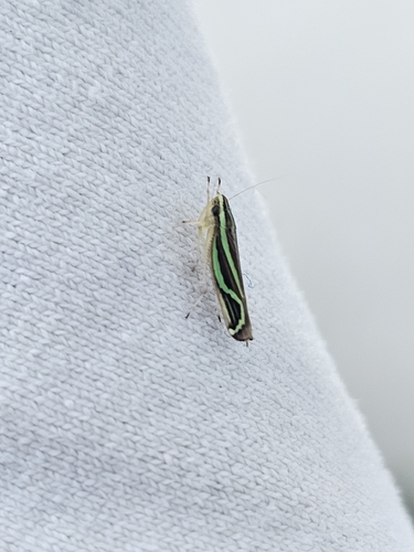 Sibovia sagata