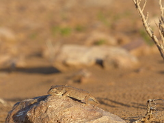 Tarentola chazaliae
