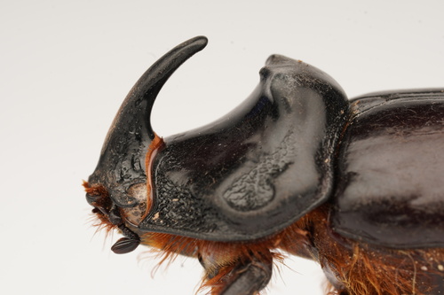 Greek rhinoceros beetle