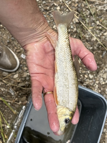 White Sucker