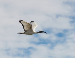 Threskiornis aethiopicus