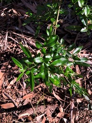 Jasminum didymum racemosum