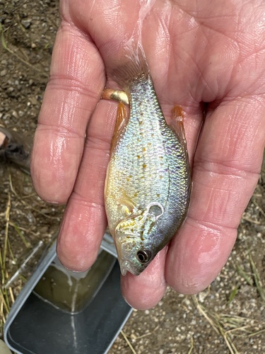 Orangespotted Sunfish
