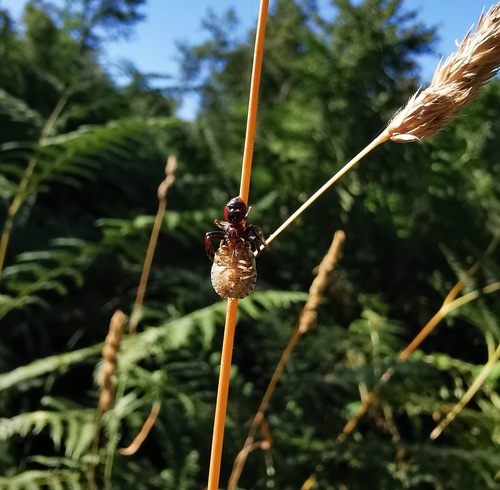 Napoleon Spider