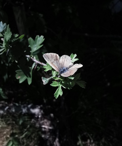 Lang's Short-tailed Blue
