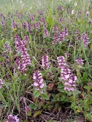 Ajuga genevensis