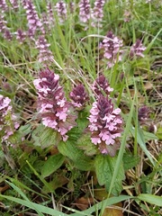 Ajuga genevensis