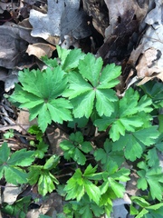 Anemonoides quinquefolia