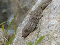 Tarentola mauritanica