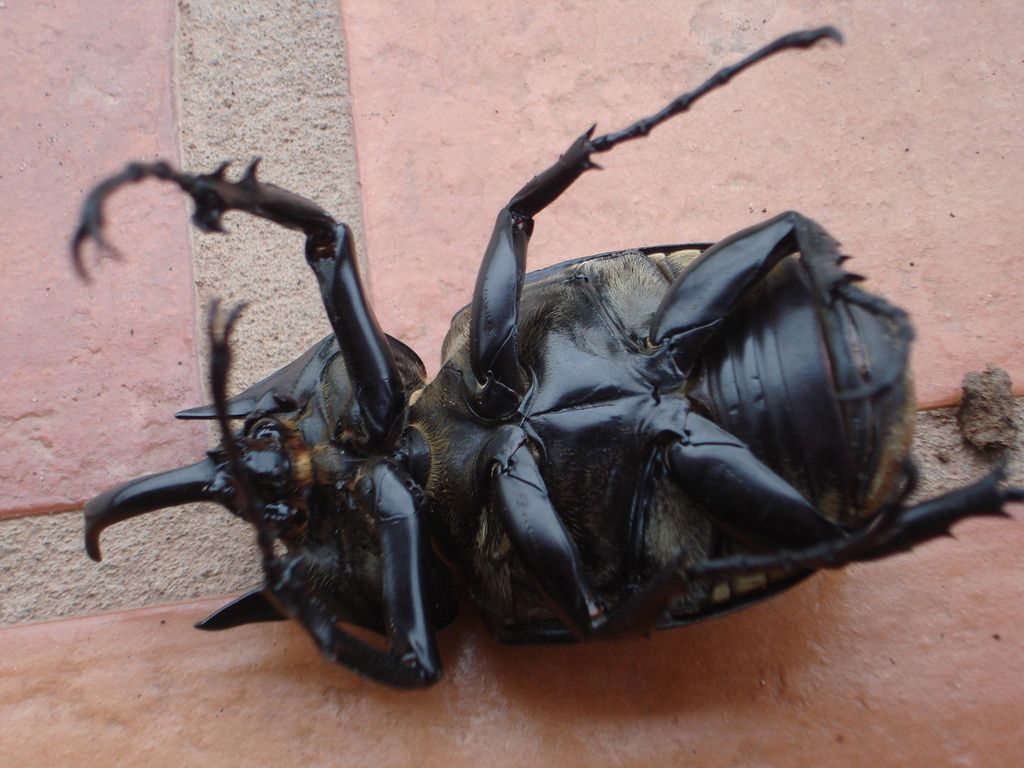 Megasoma janus janus