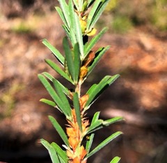 Lespedeza juncea