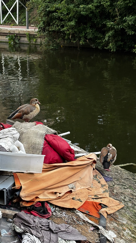 Egyptian Goose