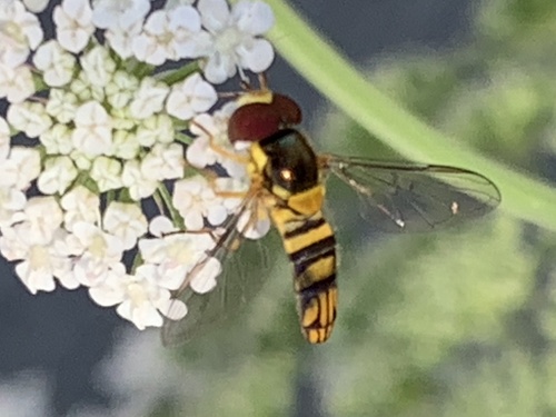 Oblique Streaktail