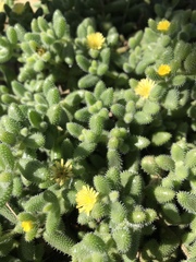 Delosperma echinatum