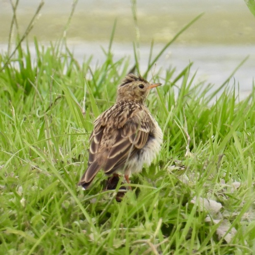 Meadow Pipit