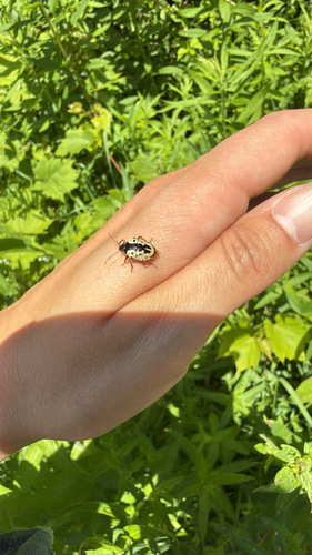 Anchor Stink Bug