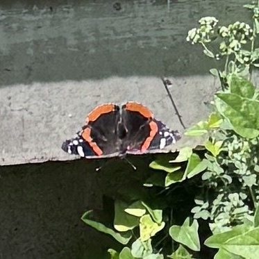 Red Admiral