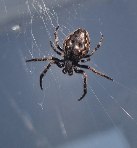 Walnut Orbweaver