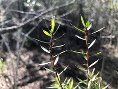 Styphelia biflora