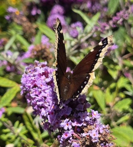 Mourning Cloak