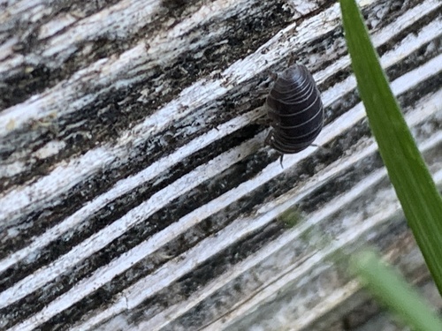 Common Pill Woodlouse