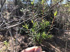 Styphelia biflora