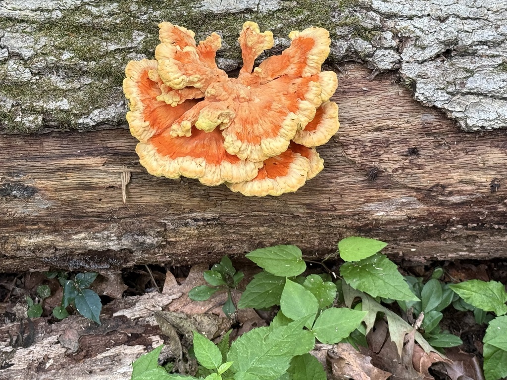 chicken of the woods · June 2026 · photo: Photo: (c) ladyjanaye, some rights reserved (CC BY) · iNaturalist