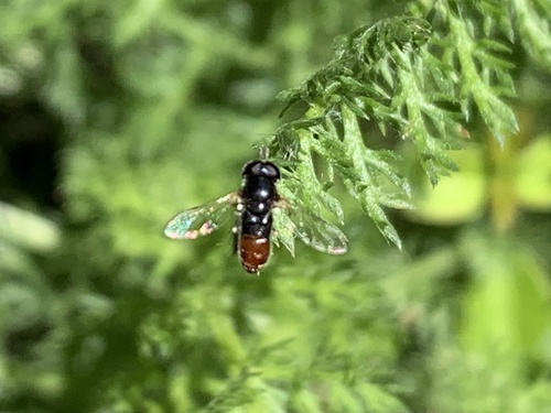 Common Grass Skimmer