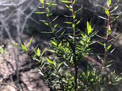 Styphelia biflora