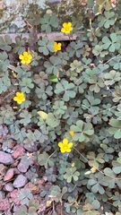 Oxalis corniculata