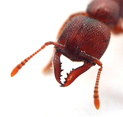 Amblyopone ferruginea