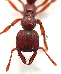 Amblyopone ferruginea