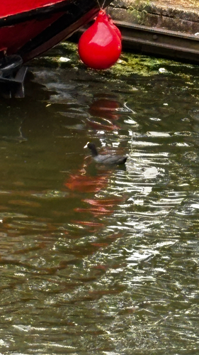 Eurasian Coot