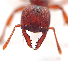 Amblyopone ferruginea