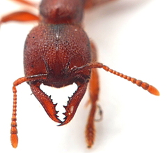 Amblyopone ferruginea